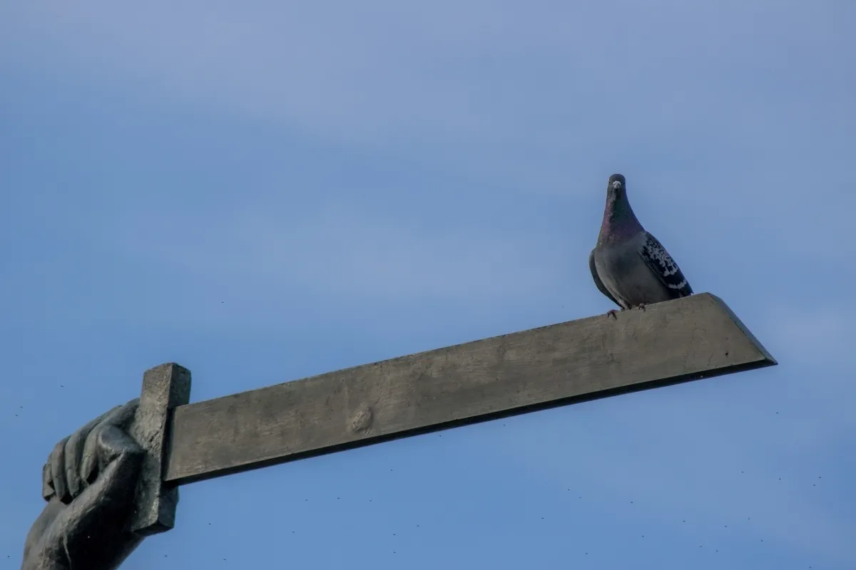 Pigeon perched on a long metal blade held by a statue hand